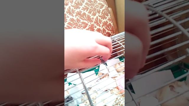 Новорожденные хомяки джунгарика смотреть онлайн