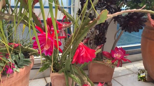 Эпифиллум лесной кактус. Как его зацвести.