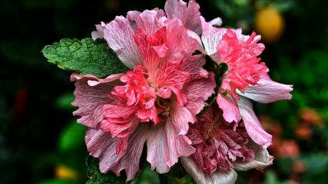 Самая новая русская новинка и цветы 2015 смотреть онлайн