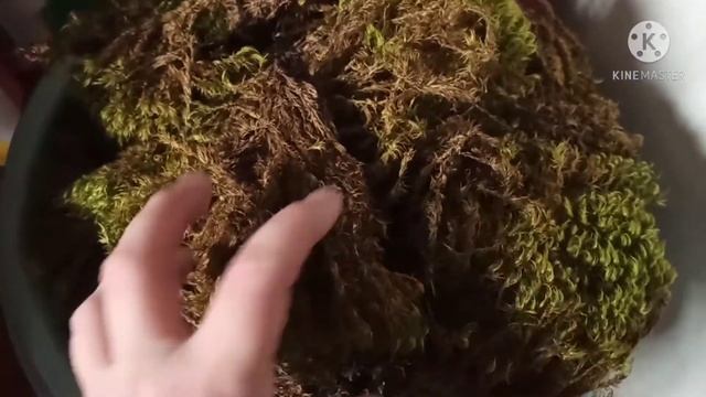 Посадка орхидей в лесной мох. смотреть онлайн