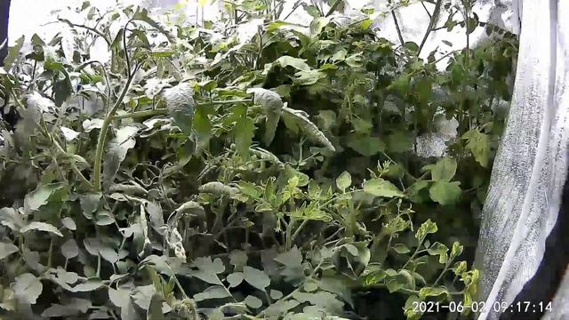 Failing at Deep Water Culture Hydroponic Tomatoes смотреть онлайн