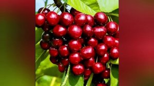 СОРТА ЧЕРЕШНИ ? для ЦЕНТРАЛЬНОГО ЧЕРНОЗЕМЬЯ. Выбираем