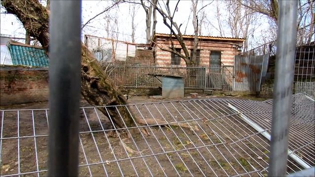 Шакал в Ростовском зоопарке. 10.04.21 г. смотреть онлайн