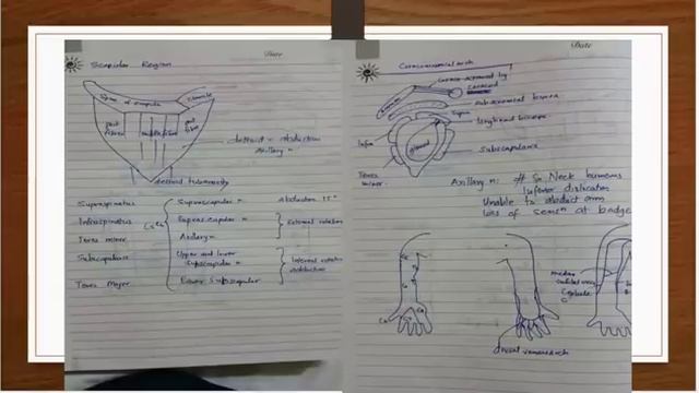 ANATOMY UPPER LIMB upper limb revision,frcem,mrcem, lower limb anatomy revision, quick revision смотреть онлайн