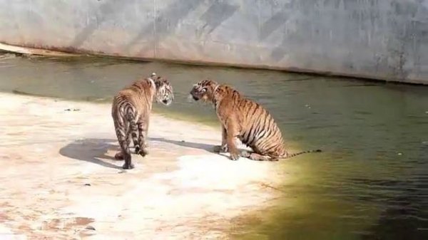 как дерутся тигры