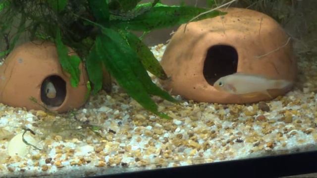 Apistogramma panduro pair with eggs смотреть онлайн