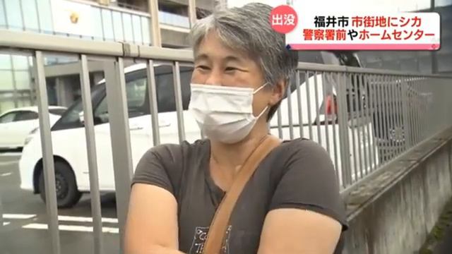 市街地にシカ出没 通勤時間帯に駆け回る 福井県(動物愛誤)(製造車禍.傷人.人身被害)(アニマルホーダー)(トキソプラズマ症)(トキソカラ症)(狂犬病) смотреть онлайн