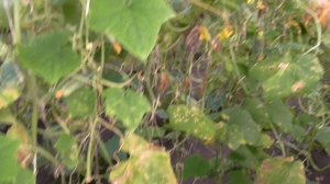 Болезни огурцов. Ложная мучнистая роса