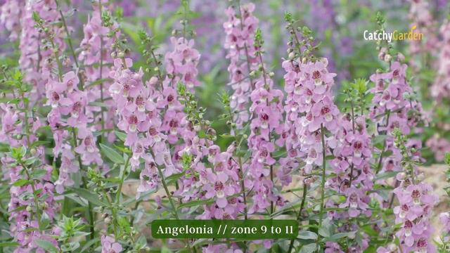 Top 8 Annual Flowers and Plants You Need in Your Garden This Year 🌺🌸👍 смотреть онлайн