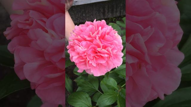 Peony Carnation bouqet пион смотреть онлайн