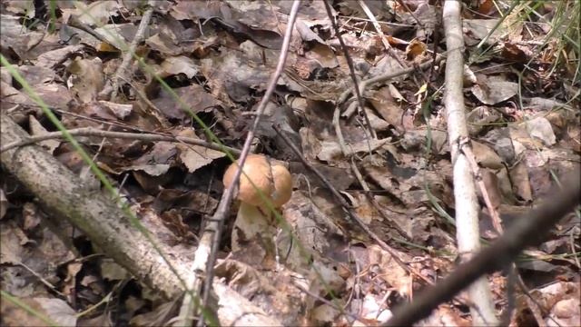 Выезд по грибы смотреть онлайн