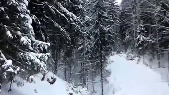 Зимний лес смотреть онлайн