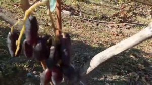 Формы винограда Марлин, Маэстро еще висят грозди 1 октября 2021. Виноградник Щереденкова В. А