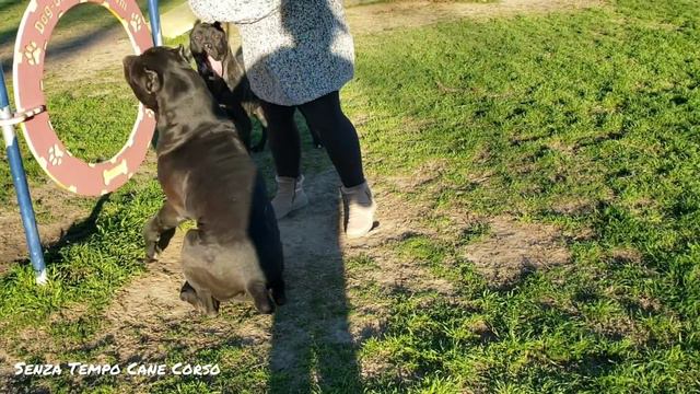 Preacher Gets Attacked By A Shepherd Mix At The Dog Park 🤬