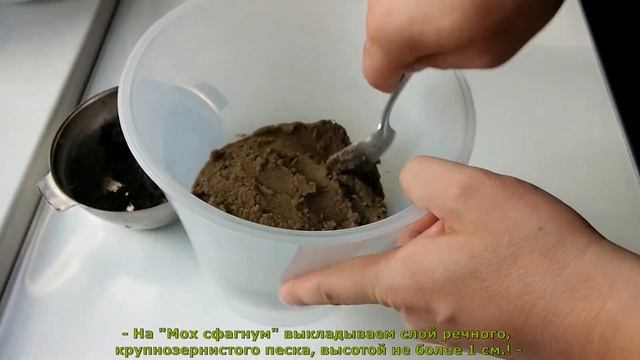 Как подготовить емкость для пересадки плодовых экзотических домашних растений смотреть онлайн
