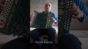 белая  береза на гармошке