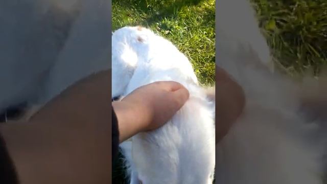 Собака бука смотреть онлайн