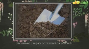 Посадка тимьяна - как правильно посадить тимьян (чабрец)