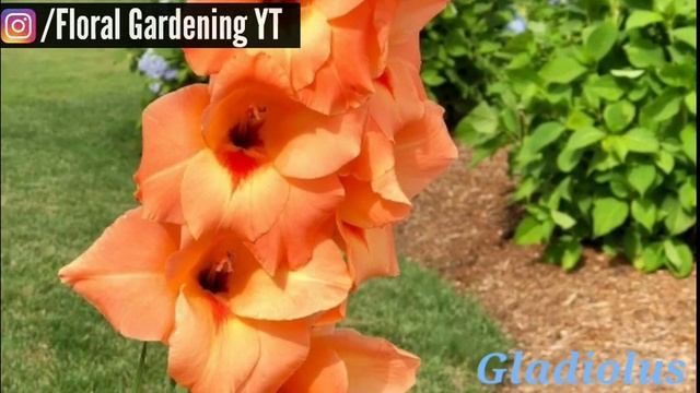 136 - 30 Most Searched ORANGE FLOWERS Rose, Canna Lily, Pot Marigold, Gazania, Asiatic Lily, Orchid смотреть онлайн