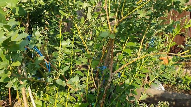 Полив голубики для урожая в следующем году. смотреть онлайн