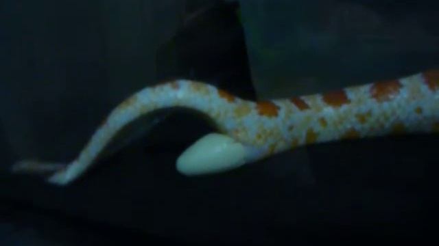 Сара откладывает яйцо.