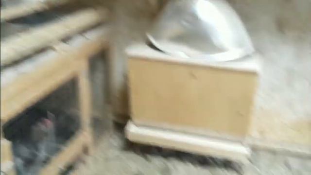 Наш курятник летом. Породы кур. смотреть онлайн