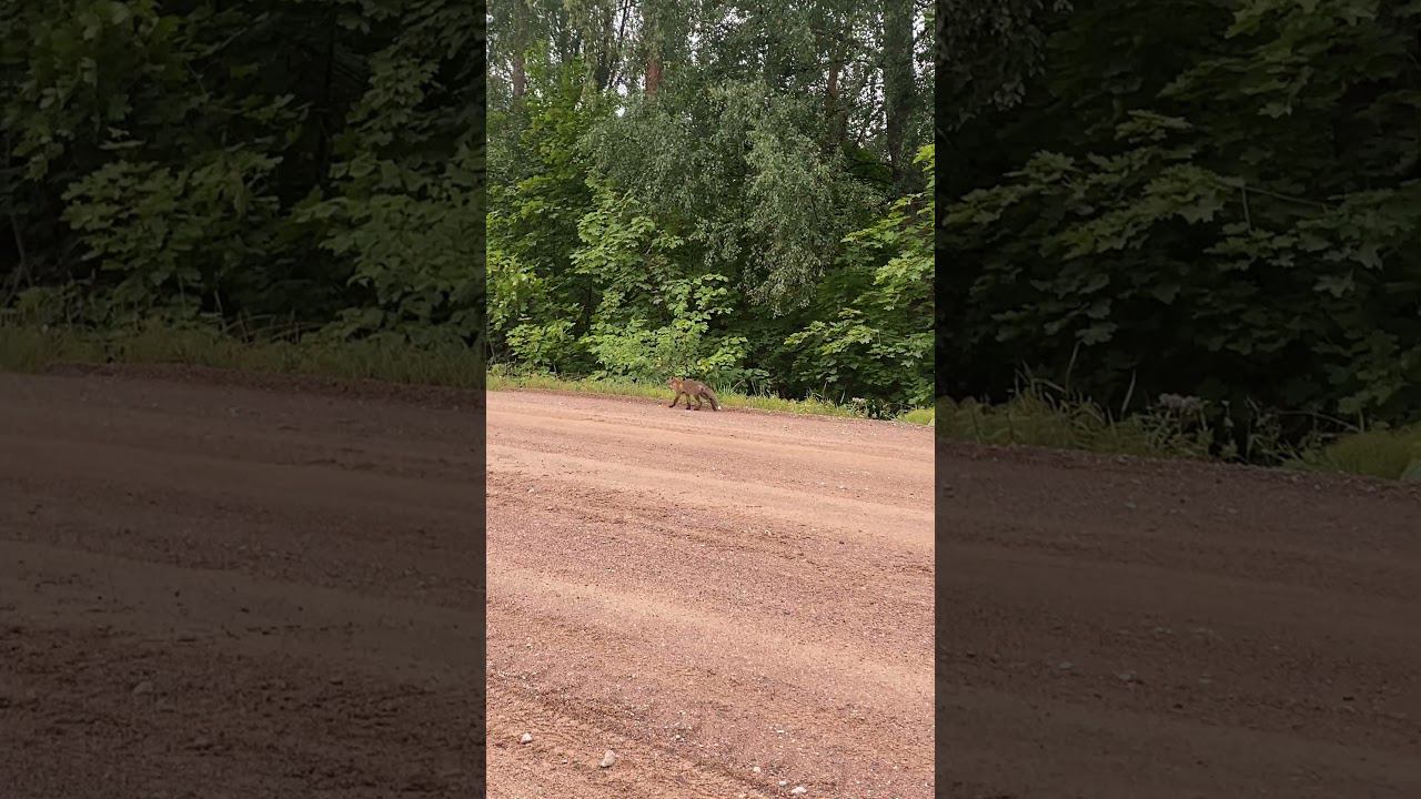 Бесстрашный лисенок , бегал по дороге!!!!!