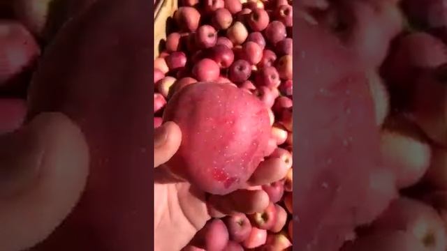 Сорт Флорина смотреть онлайн