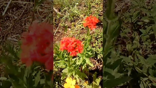 Лихнис халцедонский -звезды на земле! смотреть онлайн