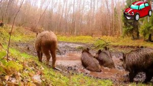 QUIZ Learn wild animals and sounds for kids. Викторина: учим диких животных на английском