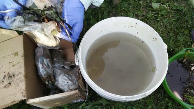 Получила посылку с растениями в таком состоянии. Реанимация растений. смотреть онлайн