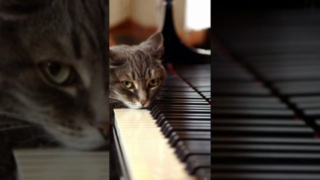 Не хвалите меня ( слова Ирина Самарина- Лабиринт, музыка Анжелика Куприянова) #моипесни смотреть онлайн
