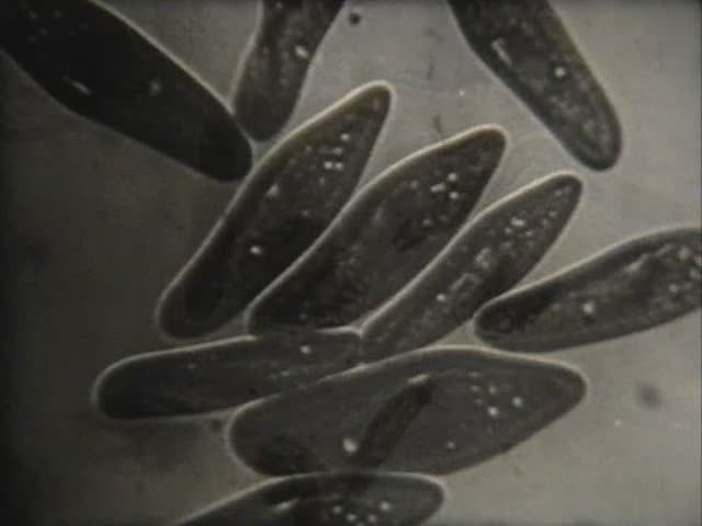 Биология. Животные. От бактерий до насекомых. Амёба и другие корненожки и лучевики