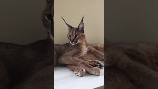 Милые котята Каракала смотреть онлайн