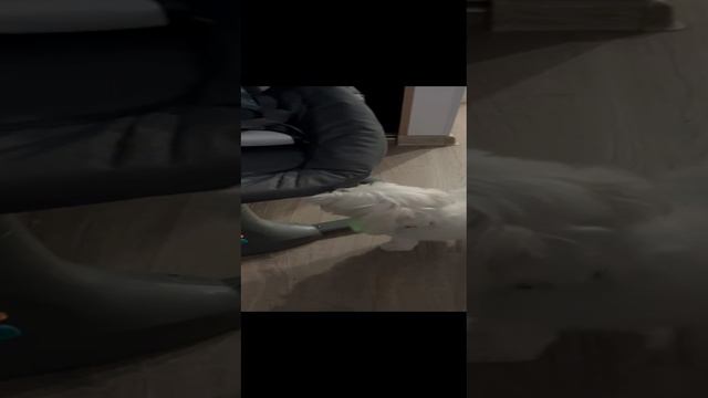 Собака поет колыбельные песни малышу