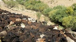 ГИССАРСКИЙ ОВЦЫ К/Х НУРЗОДА, Гиссарский бараны, Гиссарский овцы