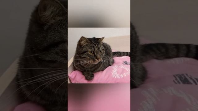 Наши коты. Знакомство. Истории их появления в нашей семье. #комнатныерастения#кошки#питомцы#обзор смотреть онлайн