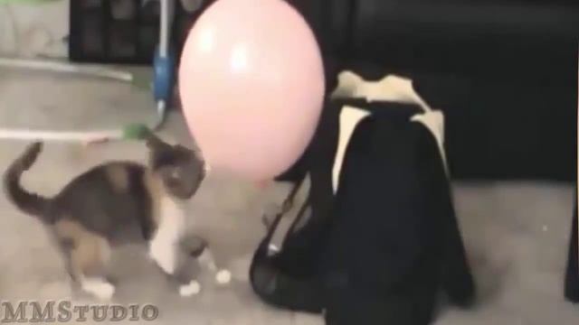 ***Игра кошек с воздушными шариками*** смотреть онлайн