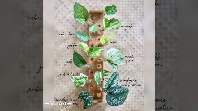 STINDAPTUS Guli haqida 🌺🤗. Сциндаптус смотреть онлайн