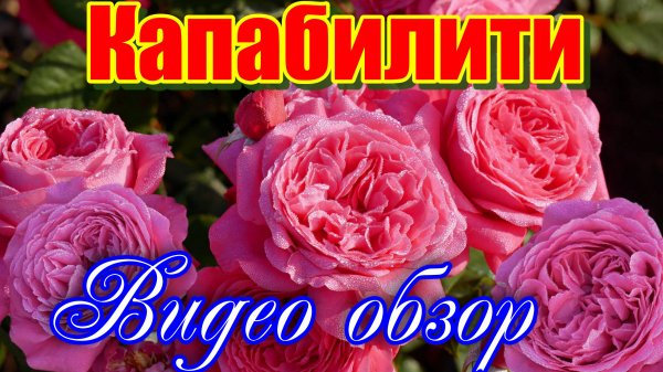 Обзор и описание розы Капабилити - Capability (David C. H. Austin Великобритания, 2016)