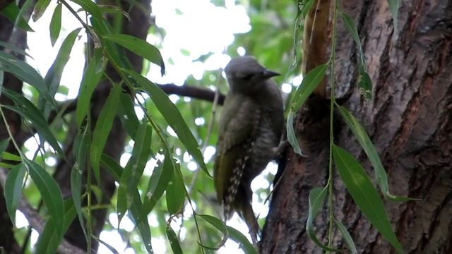 Седой дятел против муравьёв :) Grey-headed Woodpecker vs ants :) смотреть онлайн