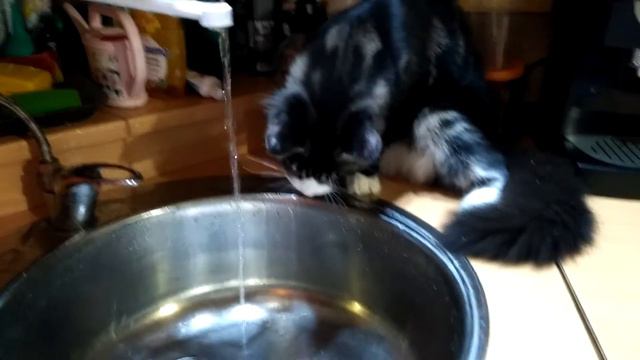 Котенок мейн-кун играет водой смотреть онлайн