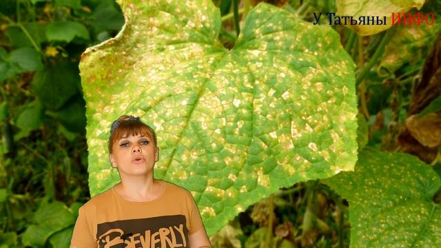 ЖЕЛТЕЮТ листья ОГУРЦОВ. Что делать? Причины пожелтения листа огурца. смотреть онлайн