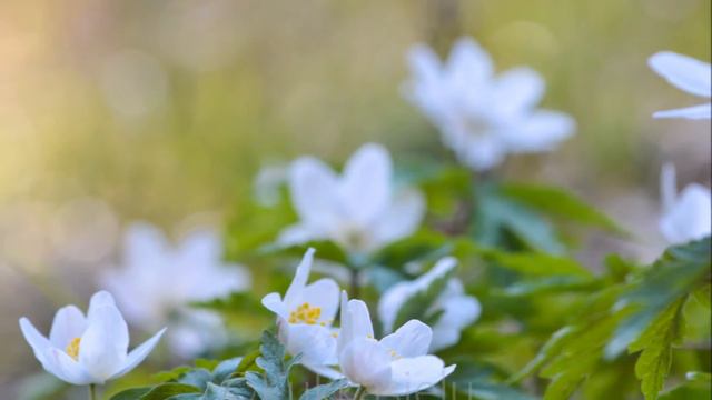Luonnon kauneutta - VALKOVUOKOT смотреть онлайн