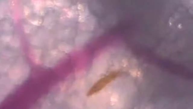 Ремонтный Чемпионат