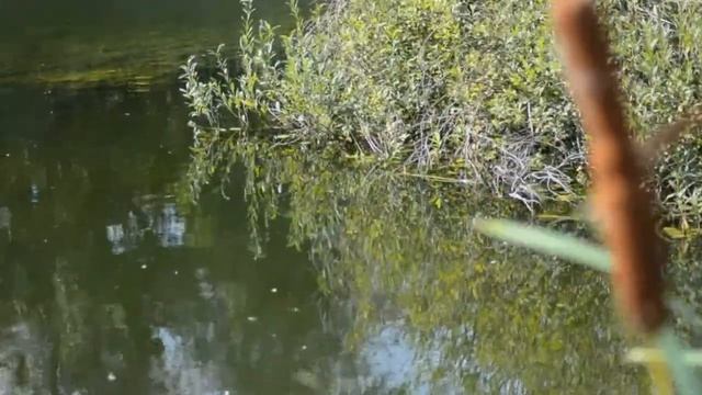 Старый пруд. смотреть онлайн