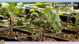 Что посеять в МАРТЕ на рассаду Вот какие ОВОЩИ нужно посеять в марте Оптимальные СРОКИ ПОСЕВА СЕМЯ