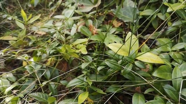 Что делать с листьями в саду: полезные советы. Способы использование опавших листьев в саду.