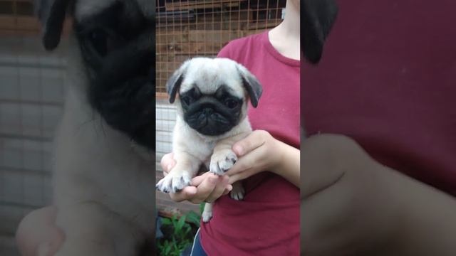 Заря и Зена. свободны. документы РКФ смотреть онлайн