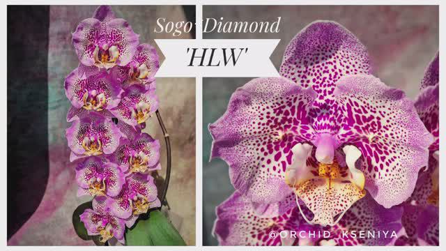 Phal. Sogo Diamond ‘HLW’ 💍 Второе цветение красивейшей азиатской орхидеи бабочки Сого Даймонд 🤩Обз смотреть онлайн